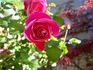 Allen Bodine rose photo