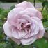 Baby Talk rose photo