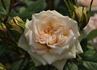 Vanilla Kordana rose photo