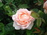 Nancy Steen rose photo
