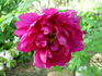 Shimadaijin peony photo
