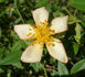 AMCXHER rose photo