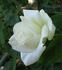 Bridal White ™ (floribunda, Warriner rose photo