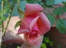 Taffeta rose photo