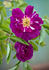 54-08-01 rose photo