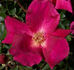 Chireno™ rose photo
