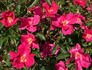Chireno™ rose photo