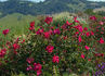 Chireno™ rose photo