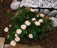 Hombre rose photo