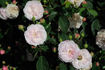 Duchesse de Grammont rose photo