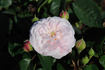 Duchesse de Grammont rose photo