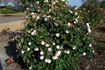 Duchesse de Grammont rose photo