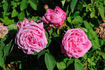 Her Majesty rose photo