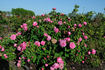 Her Majesty rose photo