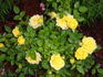 Mistral Parade ® rose photo