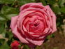 Odette Joyeux rose photo