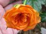 Winning Colors ™ rose photo