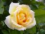 Clos Fleuri Jaune ® rose photo