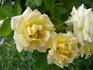 Clos Fleuri Jaune ® rose photo