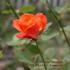 Oliver Orange rose photo