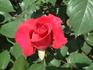 Chiyo rose photo