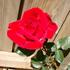 La Passionata rose photo