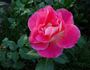 Prairie Sunset rose photo