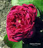Comtesse O'Gorman rose photo