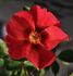 Persian Flame rose photo