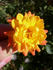 Woodstock rose photo