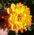 Woodstock rose photo