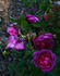 Crimson Blush rose photo