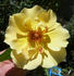 Rugelda x R15 rose photo