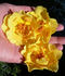 Rugelda x R15 rose photo
