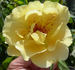 Rugelda x R15 rose photo