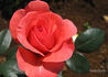 Spellbound ™ rose photo