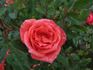 Little Buckaroo rose photo