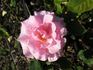 Rosenelfe rose photo