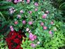 Sweet Pea rose photo