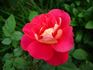 Prairie Sunset rose photo