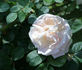 Nova Zembla rose photo