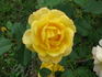 Goldmoss rose photo