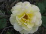 Goldmoss rose photo
