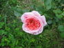 Rosenholm ™ rose photo
