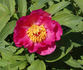 Amalia peony photo