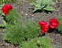 P. tenuifolia 'Plena' peony photo