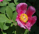 <i>P. daurica</i> Andrews peony photo
