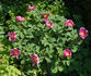 <i>P. daurica</i> Andrews peony photo