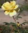 Isobel Harkness rose photo