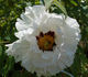 <i>P. rockii</i> subsp. <i>rockii</i> peony photo